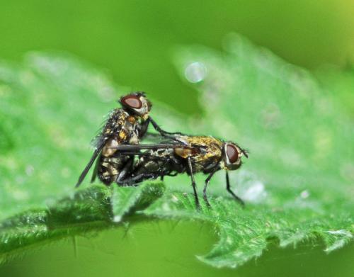 Réf. 304 366 : Pollenia sp.